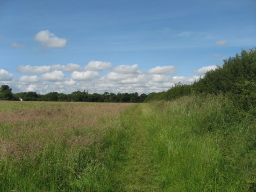 Grassy field edge and hedge