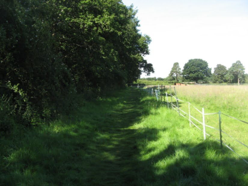 Shaded path beside pasture and fence