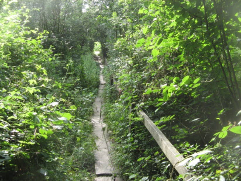 Leafy causeway in summer