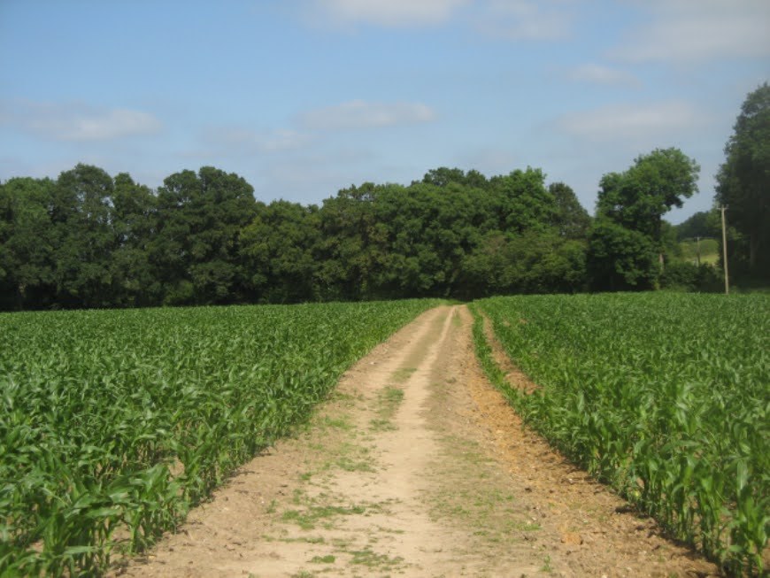 Farm track through maize in summer