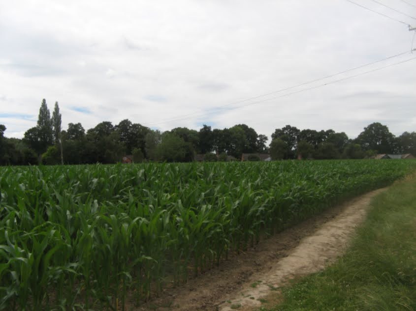 Maize field and tree line near Newnham Road